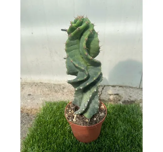 CEREUS FORBESII CV. SPIRALIS - Pianta Grassa Cactus Vaso 10,5 H30 cm Foto Reali