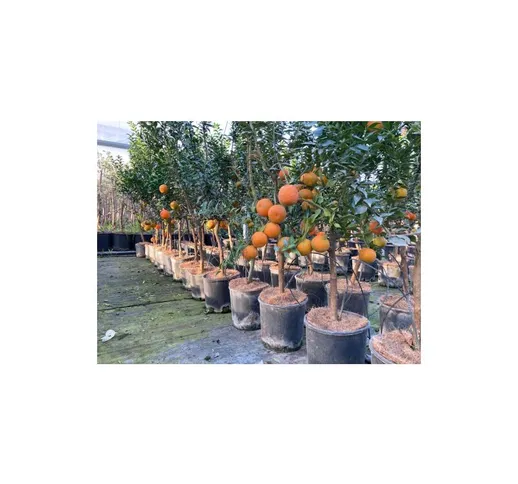 Chinotto 'Citrus x myrtifolia' pianta di agrumi di Sicilia in vaso 20 cm foto reali
