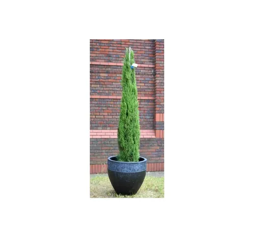 Cipresso toscano 'Cupressus sempervirens Totem' pianta in vaso 19 cm h. 70/80 cm