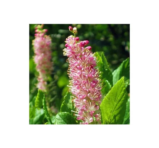Clethra alnifolia 'Pink Spire' [Vaso Ø15cm]