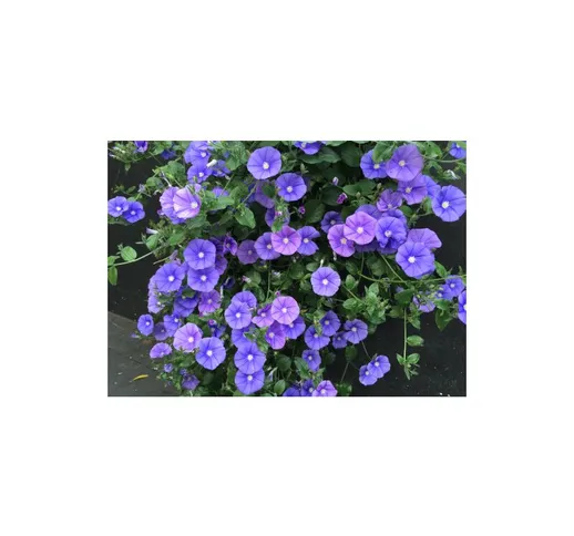 Convolvolo blu 'Convolvulus mauritanicus' pianta rampicante in vaso 9 cm