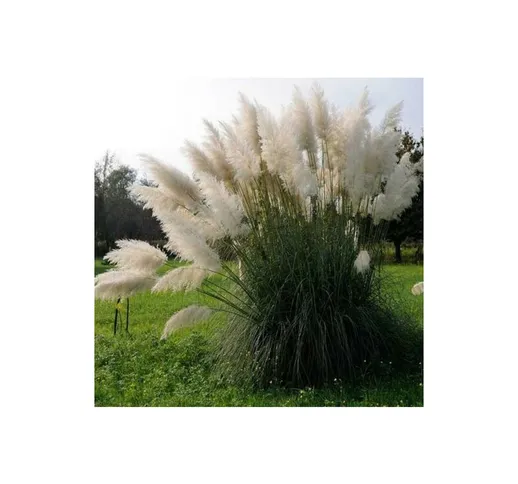 Cortaderia selloana &8220White Feather&8221 - Ø 14 cm