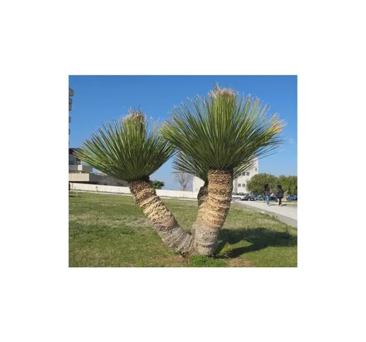 Dasylirion serratifolium palma pianta in vaso 40 cm h. 80/100 cm