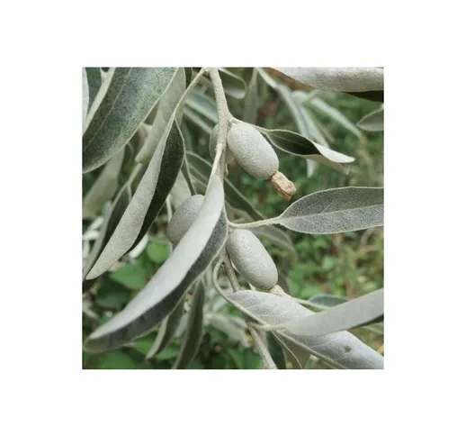 Elaeagnus angustifolia (Olivagno) [Vaso Ø18cm]