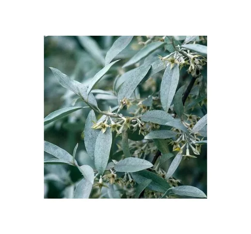 Elaeagnus angustifolia 'Quicksilver' [Vaso Ø17cm]