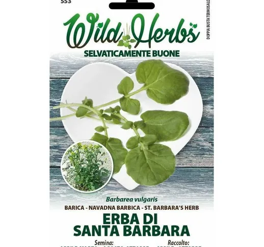 Erba di Santa Barbara (Barbarea vulgaris) (Semente)