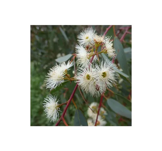 Vivaio Di Castelletto - Eucalipto rosso 'Eucalyptus camaldulensis' pianta in vaso 20 cm h....