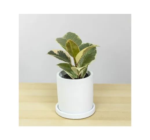 Ficus elastica 'Tineke' Baby Plant [Vaso Ø8,5cm | H. 20 cm.] (SPEDIZIONE GRATUITA)