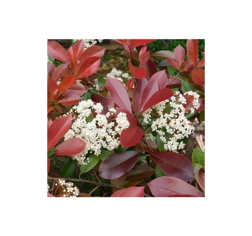 Fotinia 'Photinia x fraseri Red Robin' pianta da siepe in vaso 24 cm h. 120/150 cm