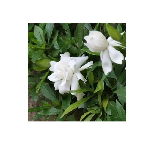 Gardenia jasminoides 'Radicans' [Vaso Ø18cm]