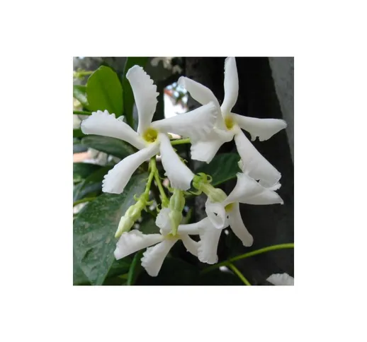 Gelsomino falso 'Rhyncospermum jasminoides' pianta in vaso h. 80/100 cm con canna