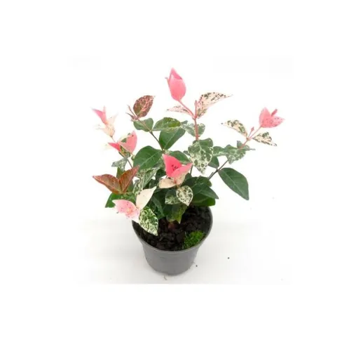 Gelsomino Tricolor 'Rhyncospermum jasminoides' pianta in vaso da 9 cm