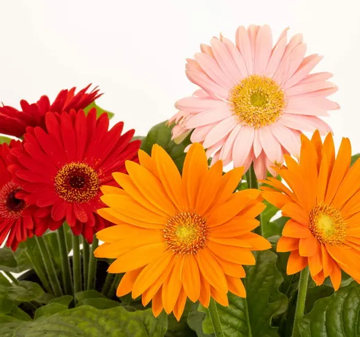 Gerbera &8220Colour Game&8221 (in mix di colori) - ø 14 cm