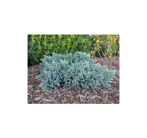 Ginepro squamoso 'Juniperus squamata Blue Star' pianta in vaso 14 cm