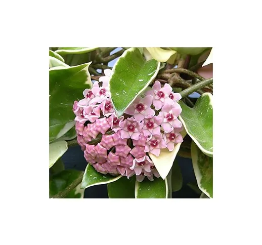 Hoya Carnosa Krimson Queen, fiori di cera pianta grassa foto reali vaso 12cm