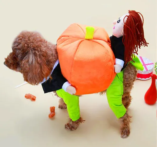 Il cattivo di Halloween divertente cane Teddy Poodle trasformato in un abbraccio melone ve...