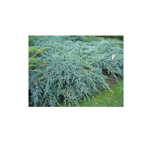 Ginepro cinese 'Juniperus chinensis Blue Alps' pianta tappezzante in vaso 14 cm