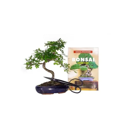 Pollice Verde - Kit Bonsai - Bonsai Olmo Cinese, Forbice rametti e libro Bonsai corso base