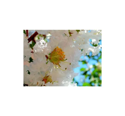 Lagerstroemia indica bianco 'Bianca Grassi' 3 piante in vaso 9 cm Biodegradabile