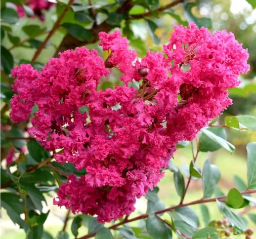 Lagerstroemia indica 'Pocomoke' [Vaso Ø18cm]