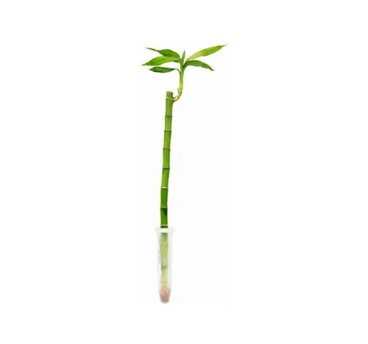 Le Georgiche - Lucky bamboo dritto &8211 venduta 1 pianta - 90 cm
