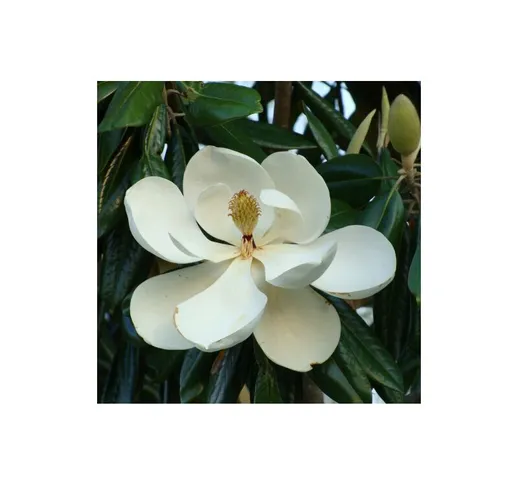 Magnolia grandiflora 'Little Gem' pianta in vaso 19 cm h. 50/60 cm