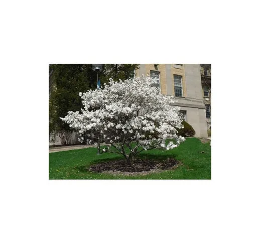 Magnolia stellata pianta in vaso 26 cm h. 120/150 cm
