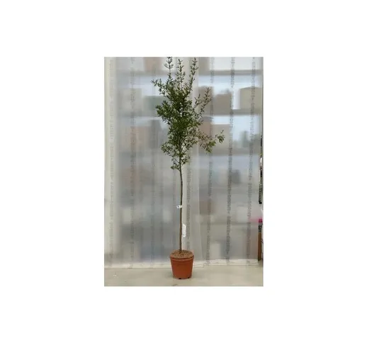 Melograno da frutto 'Punica granatum Wonderful' pianta in vaso 30 cm h. 2/2.3 metri