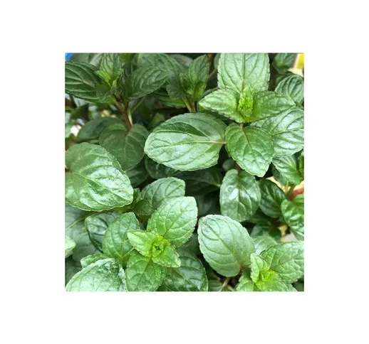 Menta 'Cioccolato' (Mentha piperita 'Chocolate') [Vaso Ø14cm]