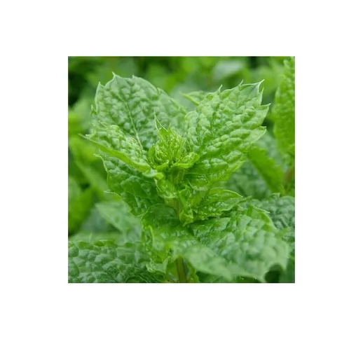 Menta marocchina 'Mentha spicata' mojito pianta aromatica in vaso 14 cm