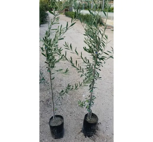 N. 2 piante di ulivo cipressino alt. 150/160 cm (foto reali) frangivento