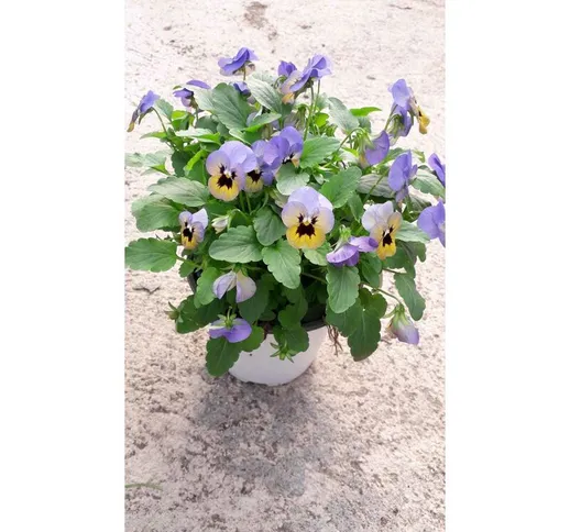 N. 2 Piante Di Violetta O Viola Cornuta Vaso 14 Cm Colori Assortiti