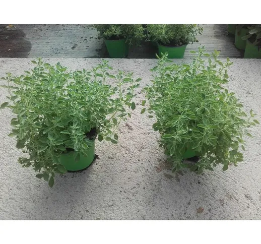 N. 4 piante di origano pugliese 'BIANCO'vaso 14 cm (foto reali) profumo intenso