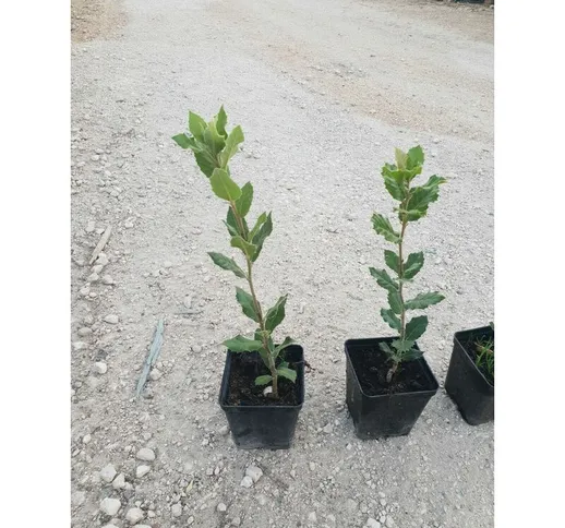 N. 4 piante di quercia 'leccio ' cm 30/40 in vaso 10 (foto reali) quercus ilex