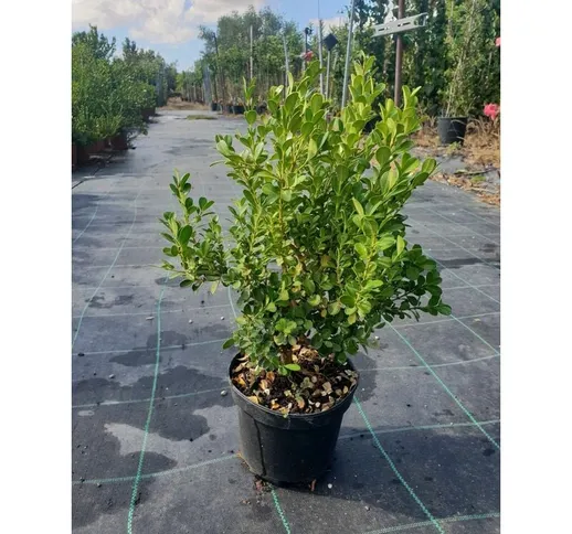 N. 50 piante di buxus bosso faulkner vaso cm 17 altezza 35 cm (foto reale) siepe