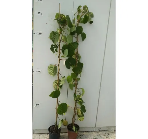 N.3 pianta di kiwi hayward (1maschio + 2 femmina) in vaso CM20 altezza CM160