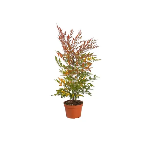 Nandina domestica 'Bambu' Sacro' pianta a cespuglio in vaso 19 cm h. 60/80 cm