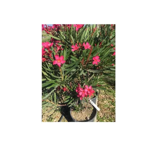 Vivaio Di Castelletto - Oleandro a cespuglio 'Nerium Oleander' pianta in vaso 18 cm