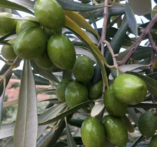 Pianta Albero di olivo da olio carolea oliva ulivo da tavola h 100/130 foto real