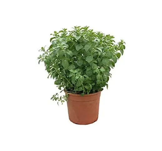 Origano 'Origanum vulgare' pianta aromatica in vaso 14 cm