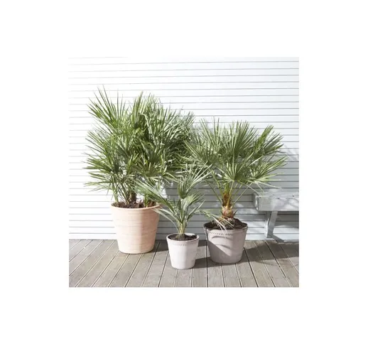 Vivaio Di Castelletto - Palma cinese a ventaglio 'Chamaerops excelsa' pianta in vaso 9 cm