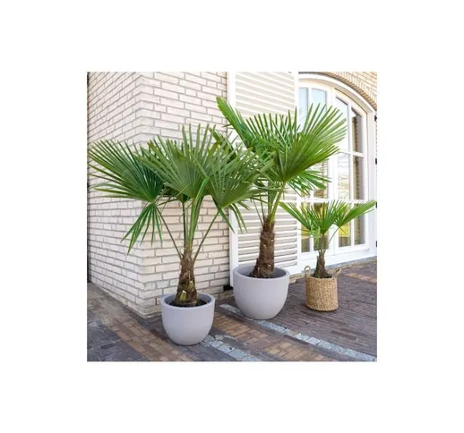 Vivaio Di Castelletto - Palma cinese a ventaglio 'Trachycarpus fortunei' pianta in vaso 9...