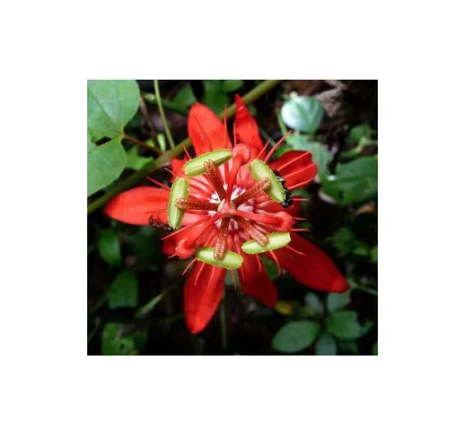 Passiflora coccinea pianta rampicante in vaso 9 cm