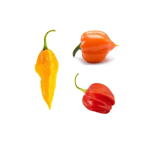 Peperoncino piccante 3 piante in vaso 10 cm VARIETA' A SCELTA