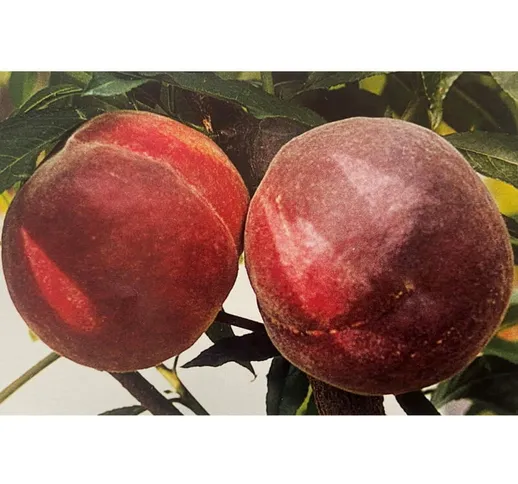 Pesco “Maycrest” Prunus persica 'Maycrest' - Pianta Albero da Frutta Foto Reali