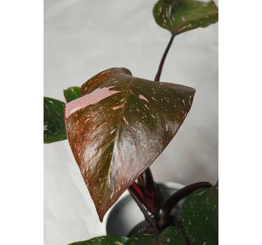 Philodendron Pink Princess pianta rara vaso 10cm H 30 cm