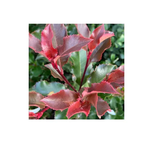 Photinia x fraseri Red Robin 'Crunchy' fotinia pianta a cespuglio in vaso 17 cm h. 90/110...