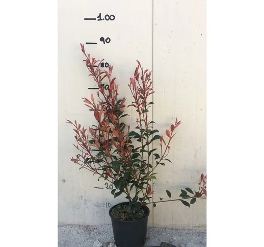 Photinia x fraseri robusta compacta vaso 18cm