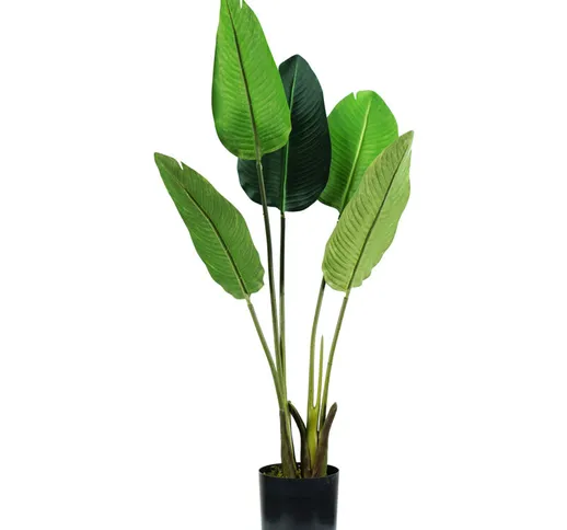 Pianta strelitzia h. 100 cm 5 foglie completa di vaso con muschio - King Home