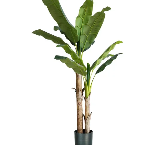Pianta banano h. 170 cm 17 foglie completa di vaso con muschio - King Home